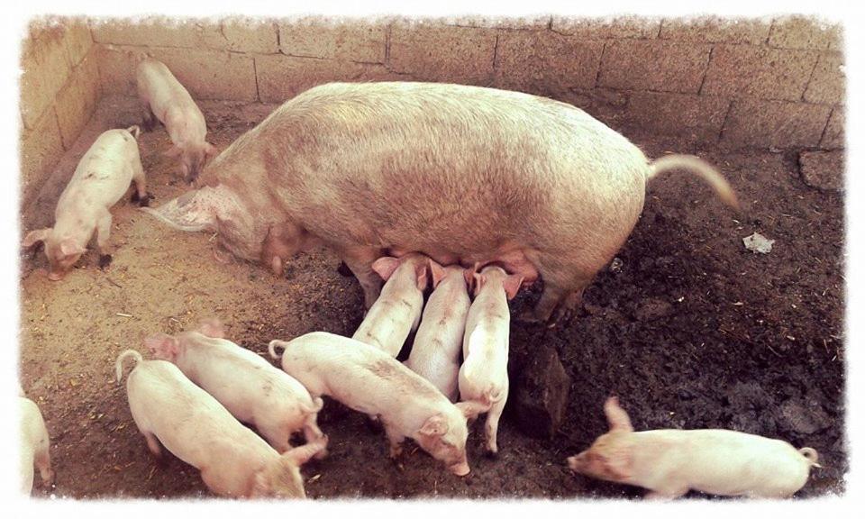 Agriturismo Lu Nodu Greuli Ngoại thất bức ảnh
